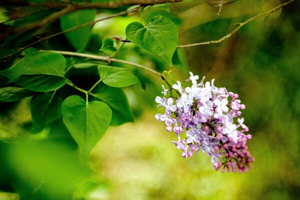 Macro photo of lilac branches