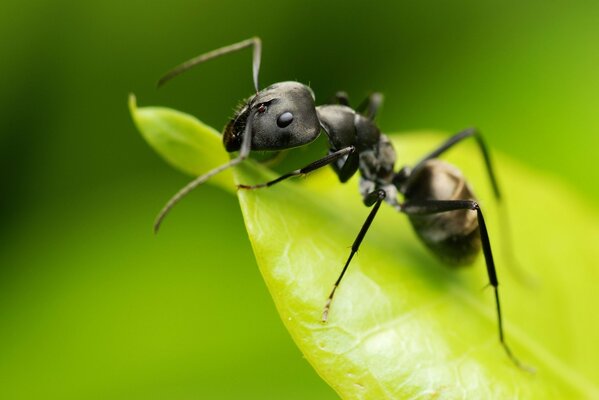 Shooting an ant on a leaf