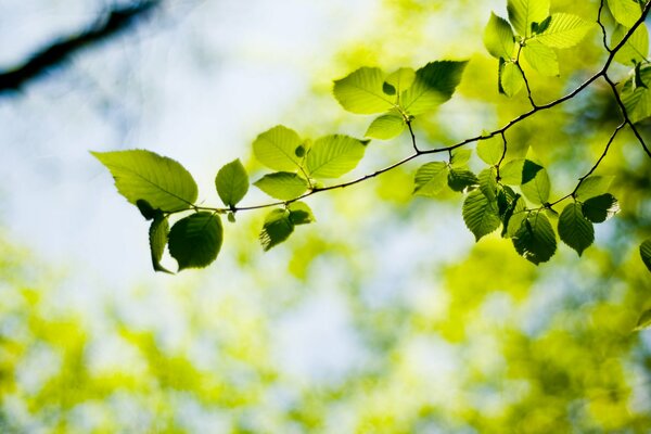 Fond d écran avec l image de feuilles vertes dans la prise de vue macro