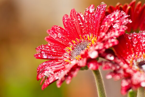 Red flowers covered with small drops