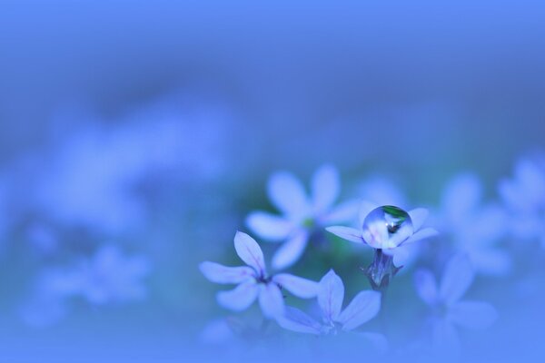 Goutte de rosée sur les fleurs bleues délicates