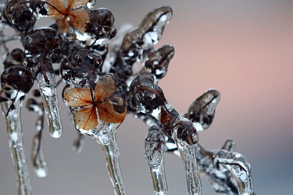 Magic icicles on a thin branch