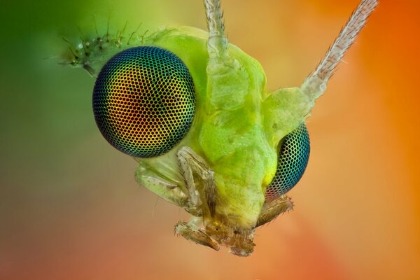 Ojos reticulados del insecto verde