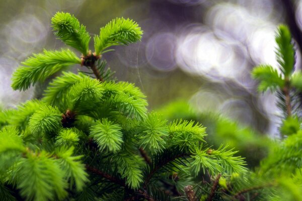 Fotografia makro puszystej jodły