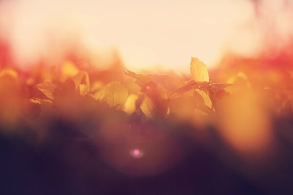 Foto macro de las hojas al amanecer