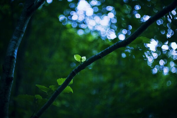 Summer green tree branches