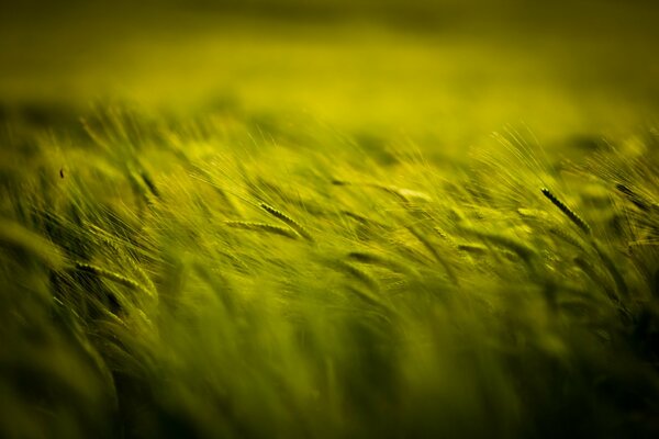 In a field where a strong wind bends the spikelets