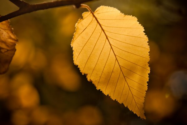 Yellow tree leaf on a blurry background