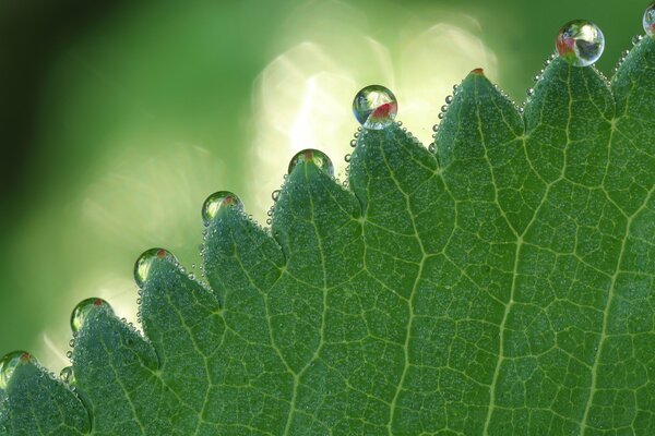 Elegantes gotas en una hoja verde