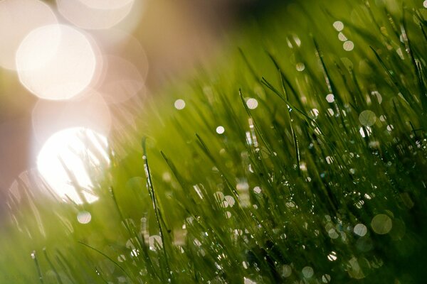 Matin frais avec de l herbe sur le terrain