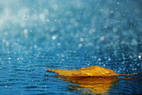 La feuille jaune se trouve sur l eau