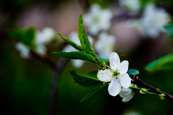 Cherry blossom branches in macro photography