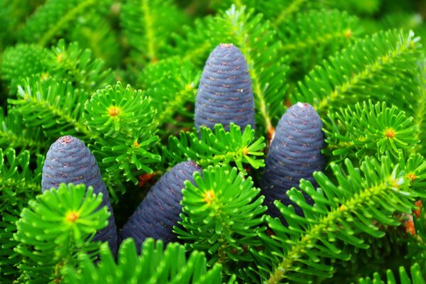 Macro shooting of coniferous branches with cones