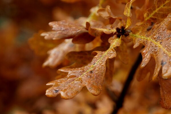 Herbstzeit der Blätter nach dem Regen