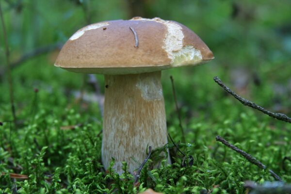 Un paseo por el bosque de otoño. Encuentro con los habitantes del bosque-hongo blanco