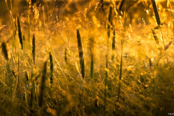 Grass sunset of the sun nature