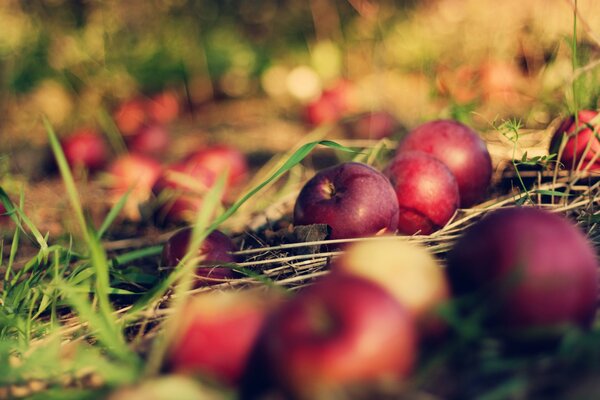 Bordowe jabłka na zielonej trawie