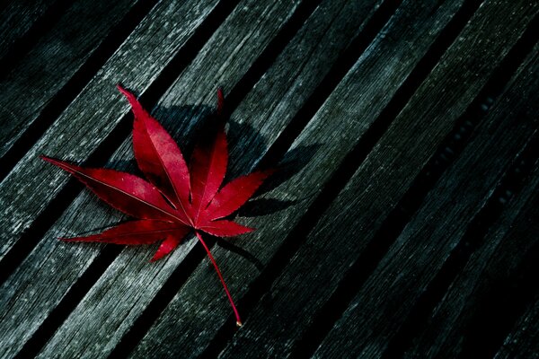 Foto rotes Blatt am Baum