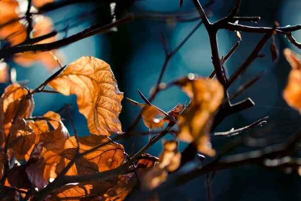 Foglie d autunno alla luce della lanterna notturna