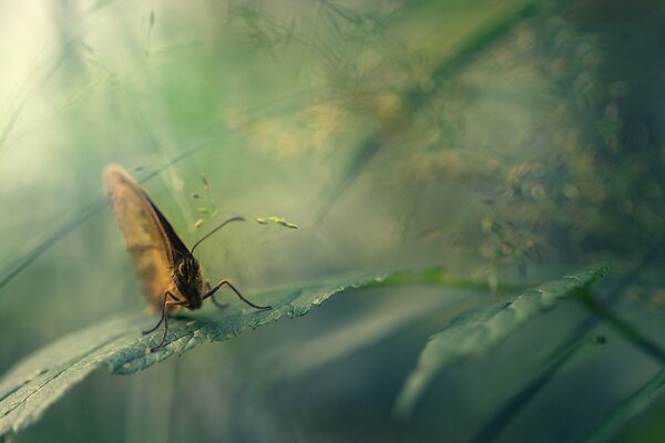 A small gray butterfly on a leaf