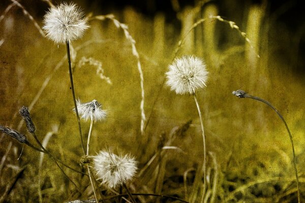 Dandelions in the grass bend down in the wind