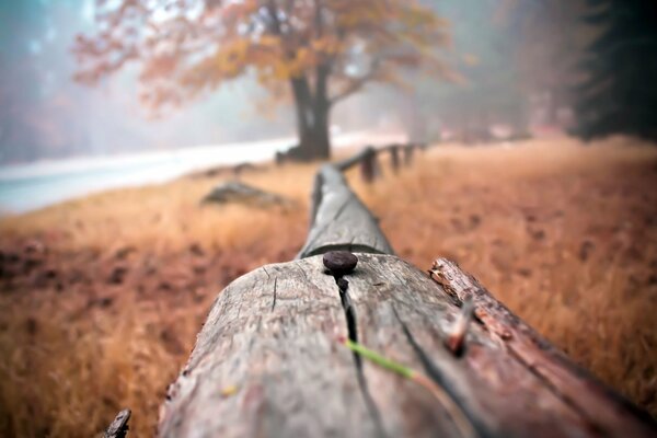 Autumn fence along the lake