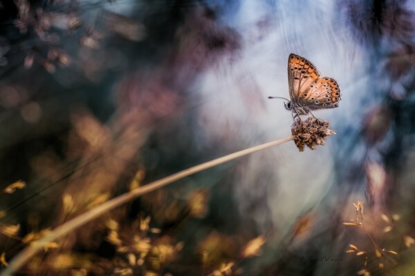 Motyl siedzi na więdnącej roślinie