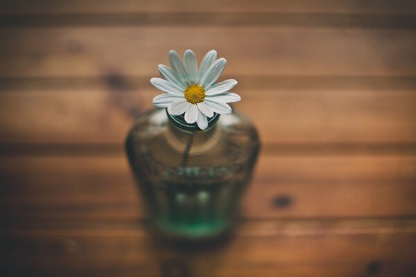 Petite camomille debout dans un vase