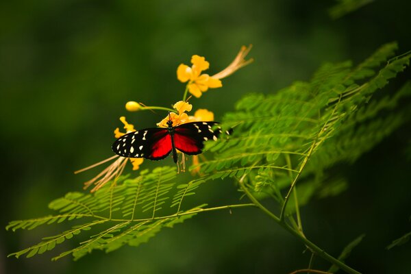 Roter Schmetterling mit gelben Blüten auf einem Ast