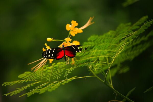 Mariposa roja con flores amarillas en la rama