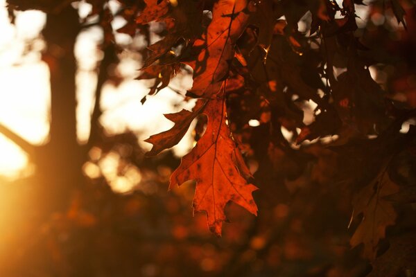 A través de las hojas de los árboles de otoño, los rayos de luz al atardecer son increíbles