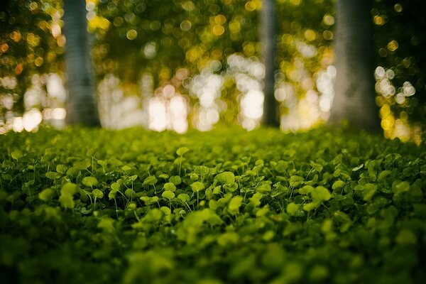 Jeunes feuilles vertes d herbe dans la forêt