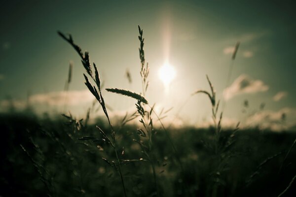 Gras Nahaufnahme auf dem Hintergrund der Sonne