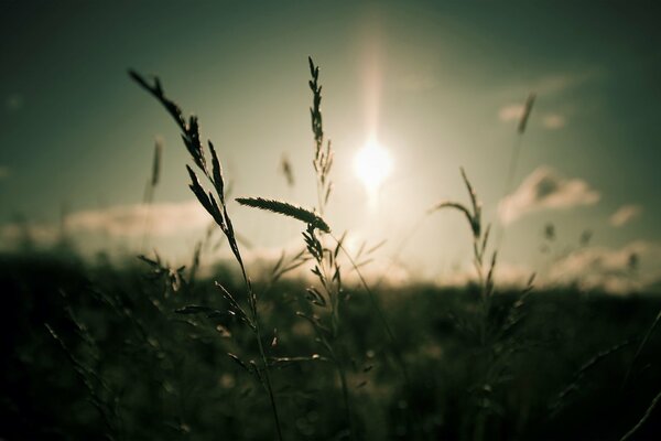 Grass close-up against the background of the sun