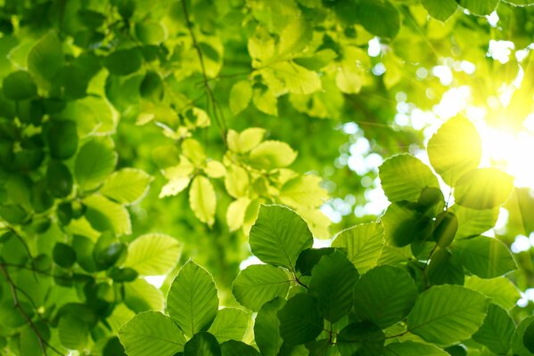 Rayos de sol a través del follaje de primavera