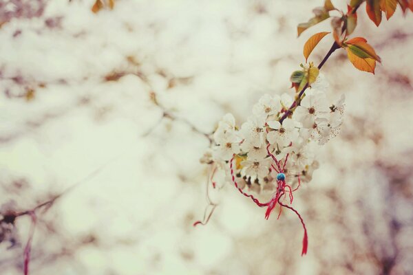 Ein magischer Knoten auf einem Sakura-Zweig