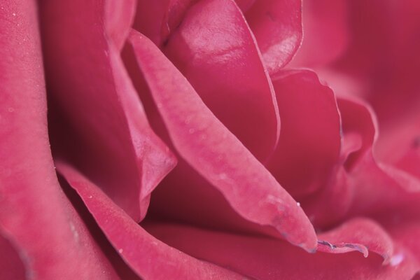 Zarte Blütenblätter einer rosa Rose