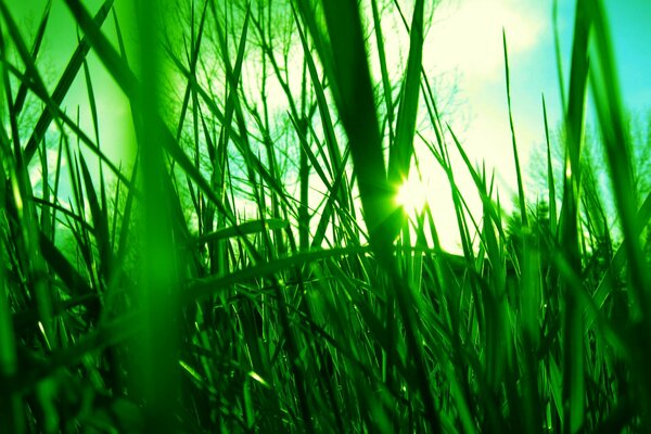 Herbe verte au soleil. Clairière verte