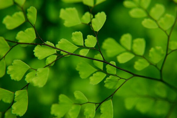 Macro de feuillage d un arbre vert