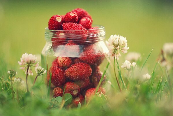 Fraises dans un verre dans la nature