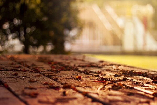 Feuilles tombées en flou