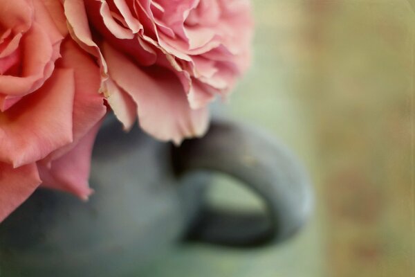 Macro photo of a rose in a cup