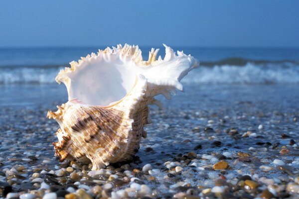 Shell on the stone shore against the background of the sea