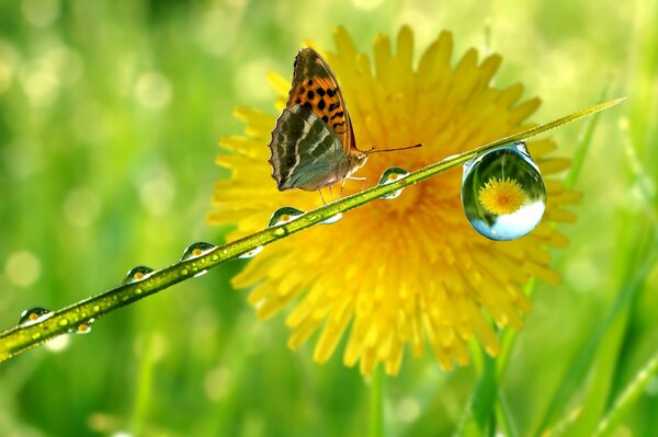 Zdjęcie kropla na łodydze i motyl