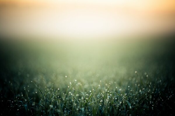 Gras im Morgentau Hintergrundbild