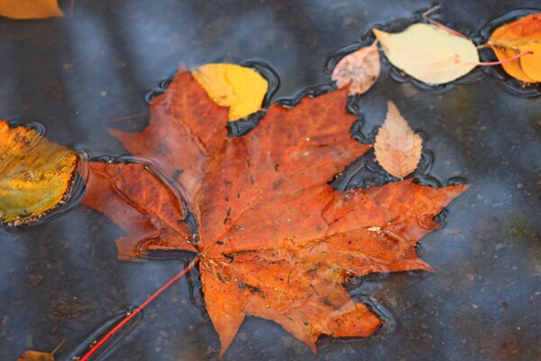 En el otoño, es bueno observar los cambios en la naturaleza, especialmente cuando las enormes hojas de arces que bailan en un vórtice de caída de hojas aterrizan en un charco. y