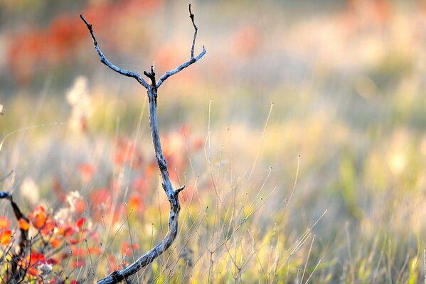 Trockener Zweig im Herbstgras