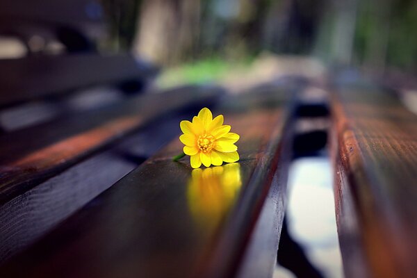 Zusammensetzung einer hellgelben Blume auf einer Bank