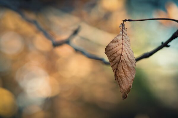 A single yellowed leaf hangs on a branch