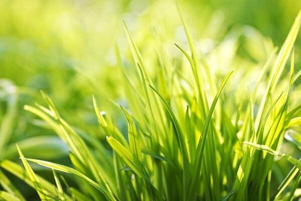 Green grass in the sun